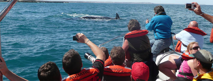 Image:Avistaje de ballenas en Puerto Pirámides